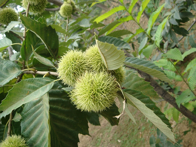 Chestnuts base