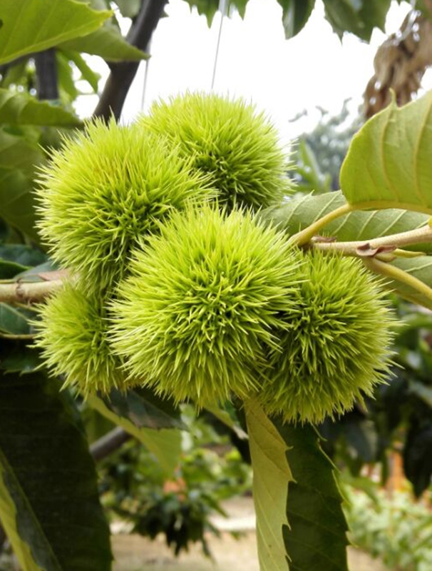 Fresh chestnuts